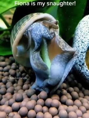 Fiona Applesnail eating a piece of cucumber 🐌🥒 It’s so cute how she forms her own little snands to hold it 👐 #throwback #petsnail #cutepets #cute #Applesnail #FionaApplesnail #snail #snails #invasive #daughter #snaughter #eating #petseating #snailseating #petsnailsoftiktok #petsandanimals #snailtok #snail #invasivespecies #aquarium #fishtank #timelapse #nature #animals #pets #Applesnails #coolpets #mukbang #foodies #RandomHelena  #onthisday 