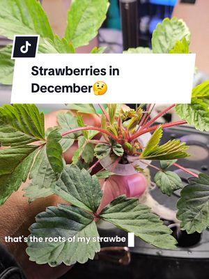 Strawberries in December🤔 #garden #gardening #strawberries #indoorgarden #hydroponic #creatorsearchinsights #beginnergardener #gardentips #growth #grow 