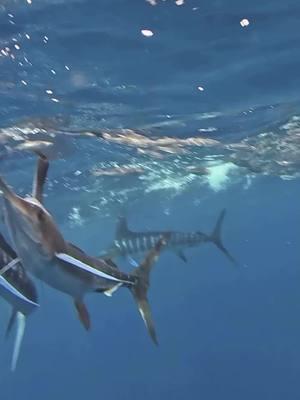 In the midst of the frenzy🔥 Insane footage by @joshblankphotography getting up close and personal with these striped marlin as they hunt down a diminishing bait ball. . . . . . . . . . . . . #BDOutdoors #bdoutdoorsdotcom #bloodydecks #offshorefishing #socal #fisherman #anglers #marlin #bluemarlin #sailfish #striper #blackmarlin #billfish #swordfish