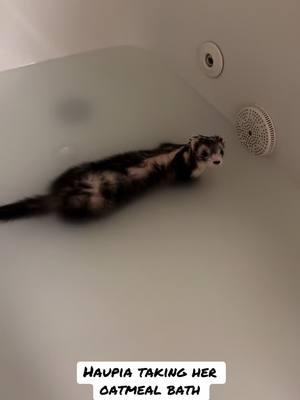 Ferret bath #ferret #ferrets #ferragamoletsdance #ferretsoftiktok #bath #cute #fy #fyp #fypシ #haupia #coconut #pet 