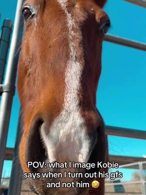 What I imagine he’s saying to me🤣 #fy #gelding #mares #turnout #turnup #openthegate #horsesoftiktokforyoupage 