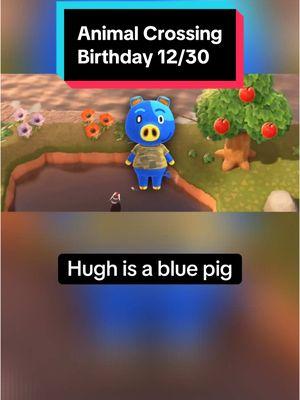 In Animal Crossing on December 30th, it’s Hugh’s birthday! Happy Birthday Hugh! #animalcrossing #animalcrossingnewhorizons #animalcrossingswitch #switch #nintendo #nintendoswitch #switch2 #animalcrossingbirthday #December30th #December30 #Hugh #animalcrossingHugh #Hughanimalcrossing #acHugh #Hughac #funfacts #didyouknow #animalfunfacts #pig #pigs #cute #cuteanimals #gaming #GamingOnTikTok #gamingonyoutube #birthday #happybirthday #cozygames #cozygaming #cozygamer