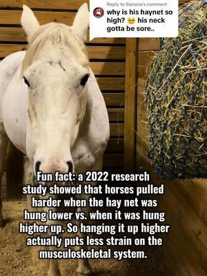 Replying to @Banana  Here’s one of several reasons why my hay nets are at the height they are at. I understand your comment might not have come from a malicious place, but I don’t understand why there is so much hay net slander out there in general when there’s a slew of valid reasons to use them. #horsetok #science #research #controversial #ottb #thoroughbred #equestrian #equestrianproblems #amateur #adultamateur #alfalfa #grass #eventing #dressage #hunter #jumper #english #western #grey #gelding #question #answer #educational #nutrition #happyhorses #care #farmlife #barnlife #horseowner 