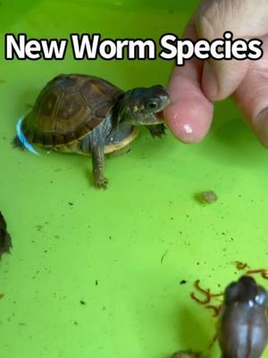 New Worm Species found by Mikey 😱😱😱 🪱  #easternboxturtle #exoticpets #newspecies #reptilecommunity #boxturtle #turtles #tortuga #reptile #tortoise #tartaruga #tortue #conservation #turtlepower #fypage #animals #tmnt #reptilesofinstagram #reptilelover #turtlelife #petcare #turtlecare #turtleofinstagram #ninjaturtles #handfeeding #fingerfood #worms #newyear #petlovers 