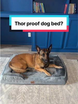 It’s a Malinois thing. Ya know? #k9 #policek9 #k9Thor #malinios #belgiummalinios #malligator #leow #backtheblue #Thorsmom #policek9mom #dogbed #dogtok #TikTokShop #tiktokmademebuyit  #SeasonalEssentials #TikTokShopHolidayHaul #TopTierJanuary #starcreatorcompetition  #winter  #NewYearNewAura #TikTokShopCreatorPicks 