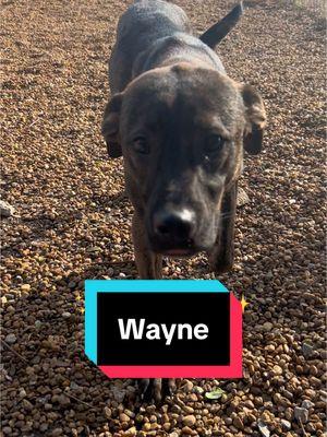 Are you looking for a snuggle bug to add to your family? Well look no further than Wayne! #fyp #foryoupage #animalshelter #dogsoftiktok #adopt #adoptme #overlooked #adoptdontshop #shelterpup #shelterdog #adoption #makeadifference #animal #dog #fureverhome #adoptashelterdog #shelterdogsneedlovetoo 