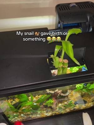 Also, this video just made me realize I need to clean my back tank wall really good whenever I do my next tank maintenance because I didn’t realize until the video that I had algae on the back wall, so please do not hate his water is testing fine I swear in the tank is relatively clean 😭😭 but help #snailtok #snails #fishtok #bettafish #bettatok #bettatank #betta #bettafishtank #snailbaby #snail 