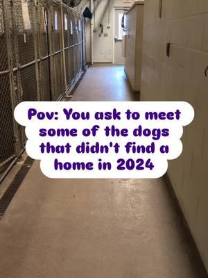 Unfortunately not all of the shelters residents found their furever homes for the holidays☹️ These pups have been waiting way too long, hopefully 2025 will be a better year for them🤞🏼 • • • All dogs are available for adoption at the Burlington County Animal Shelter in Westampton NJ • • • #fyp #animalshelter #nj #helpingdogs #volunteer #share #2024 #2025 #savealife #bullylove #pittiesoftiktok #adopt #shelterlife #homelessdogs #rescue #animalsheltervolunteer #foryourpage #shelterdogsrock #shelterdogsoftiktok #foryoupageofficiall #help #nointerest #fypppppppppppppp 