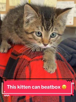 Meet one of our office foster kittens, Blueberry 🫐 He is almost 2 months old and loves to beatbox 🎤 #adoptdontshop #ict #fosterkittens #fyp #cute #beatboxingblueberry #kittens 