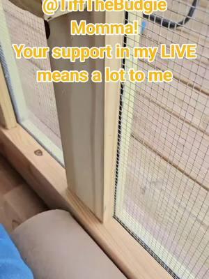 TiffTheBudgie Momma, thank you for the incredible support in my LIVE! I will keep creating better LIVE content! @TiffTheBudgie Momma #livegift #glowingjellyfish #butterflyforyou 