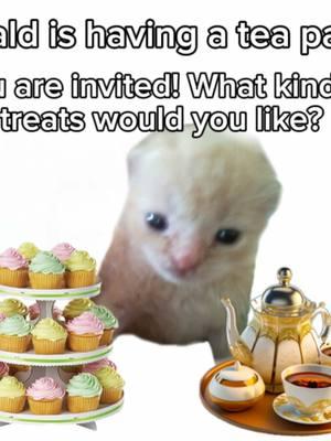 He is so excited!!  #teaparty #tea #treats #cupcakes #fyp #invitation #teacup #cat #cats #silly