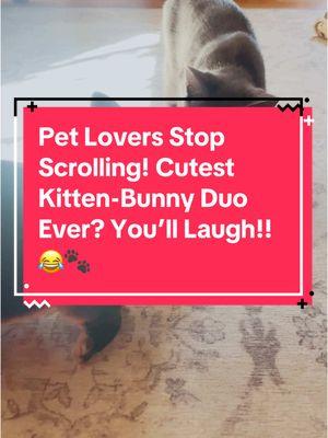 #creatorsearchinsights Funny Kitten Video On Tiktok #funnykitten #pets #cute #petlovers #fyp #bunnytok #rabbitsoftiktok #bunny #adorable #funnyvideo #babyanimalsoftiktok 