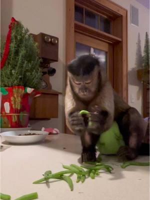 Move over I’ve got work to do #gaitlynrae #fyp #fypシ #animal #animalsoftiktok #pet #monkey #Recipe #vegetables 