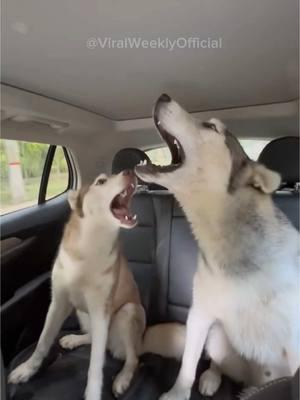 HUSKY DRAMA 😭 Part 6 #huskylife #dogsoftiktok #huskypuppy #huskylove #huskiesoftiktok #huskiestalk #huskyhowling