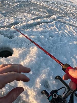 Pike on the Sullivan Tip Down #icefishing #icefishingminnesota #pikefishing #strikerice #trguideservice #brainerdlakesarea #minnesota 