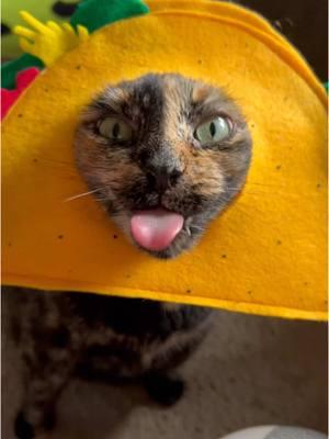 A tulip and a taco get a nom.  @beatriceticketyboo  #cat #cats #catsofinstagram #funny #funnycats #catsofig #catmemes #catstagram #cats_of_world #catgram #kitty #pet #pets #catvideo 