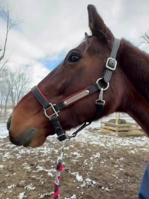 Just trying to do cute things but he is scared of wrapping paper 🥴 #bay #scared #bay #wild #equestrian #horses #equestrians #bayhorses #justahorse #christmas #🐴 