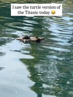 #everybodyhatesmondays #whenthebeatdrops #partymix #funnyvideos #turndownforwhat #music #dopebeats #firebeats #sickbeats #musicmonday #ohshitmoment #fuckaroundandfindout #turtle #titanic #myheartwillgoon #fuckedup #adultmemes #nofucksgiven #shitgotreal #dank #dankvideos #dailymemes #dankmemes #dankmemesdaily 