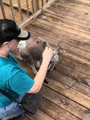 I loved feeding the kangaroos today! #kangaroo #buschgardens #buschgardenstampabay 