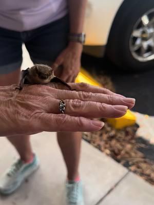 Little cutie was rescued 🦇🖤 #bats #relocating 