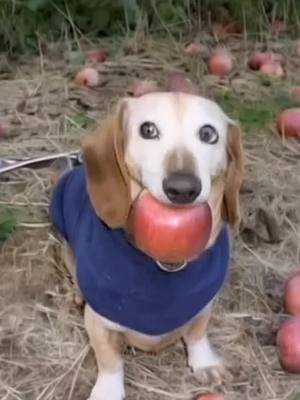 #cute #puppy #appledog #apple #applecider