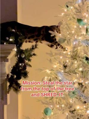 #floundercat #floundermeatloaf #flounderkitty #bengalcat #ocelot #leopardcat #catsoftiktok #bengalcatsoftiktok #bengalcatlove #purrmaid #fikitheislandcat #talkingcat #catsthattalk #petsthattalk #talkingpets #cattraining  #christmastreecat #christmascat #justiceforflounder #onthisday 