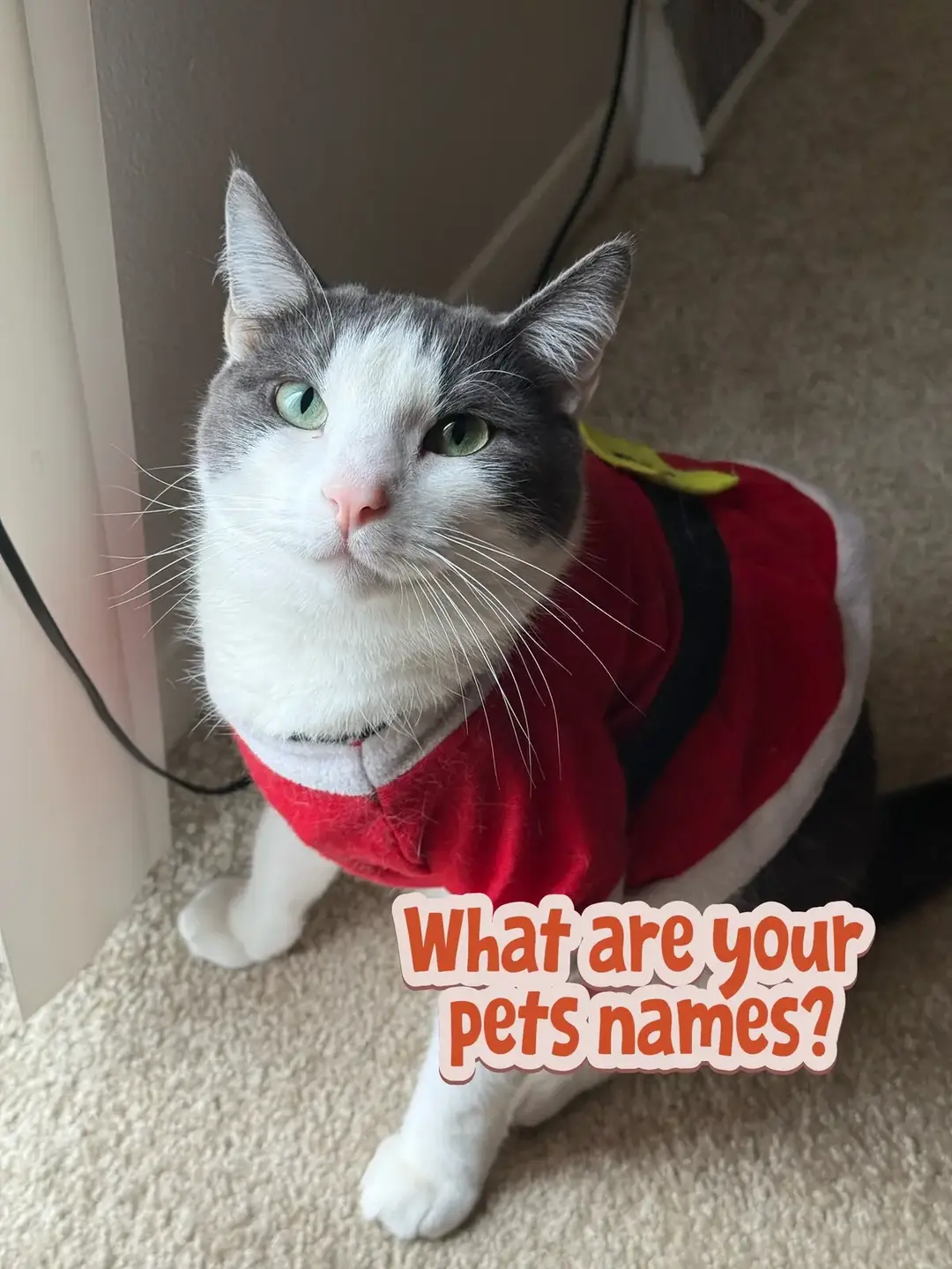 What are your pet names? My cat’s name is Matina and she is almost 3 years old. #cat #catsoftiktok #cats #catlover #catnames 