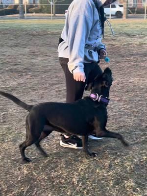 some training clips from today, i love working with this dog💗. ignore my cousins fingers in the camera hes literally 7 and was struggling😭. ANWAYS WHO GON MEETUP WITH US #dogcommunity #workingmuttharley #fyp #trainyourdog #rescuedog #dogsoftiktok #DogTraining 