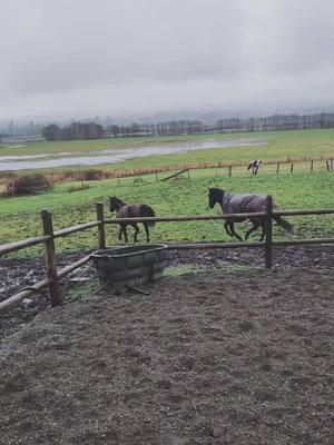 dreary day, but at least the kids are having a good time ❤️ #lgbtequestrian #hearthorse #goldenoldie #younghorse #wildie #communism #pnwlife 