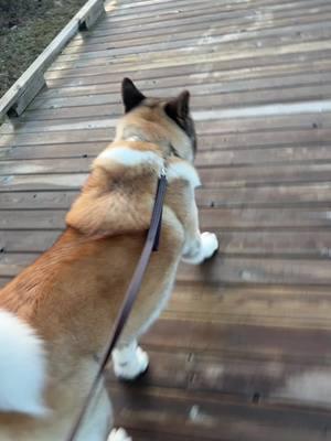 She can’t do our big walks quite yet so she is ✨purse✨ ##akita##borderterrier##dogwalk##fyp##ihavepurse##dogsoftiktok##dogcommunity