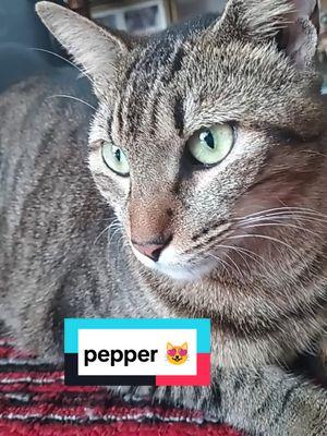 #tucara #cara #gato #sonrisa #pepper #cat #catsoftiktok #catlover 