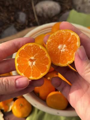 Kishu Mandarins, do you prefer seeds or no seeds? #kishu #kishumandarin #mandarins #tangerine #citrus 