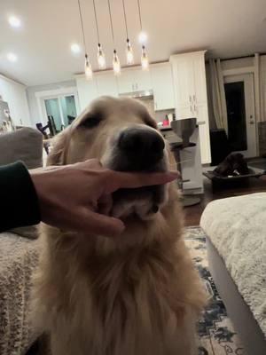 Show me your teefers. #arlothegoodestboy #goldenretriever #pnwdog #pnwgoldenretriever #retrievers #dogdays 