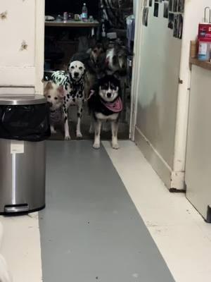 Another day another Roll Call! Also Mooshy the cat likes to be in the way , he knows they’re gonna run into him  lol #dogs #talkinghusky #funny #rollcall #dalmatian #roughcollie #husky #dogstraining 