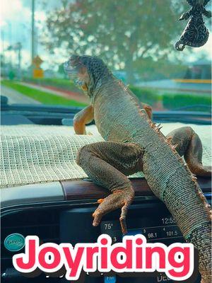 #beardeddragon #beardie #beardeddragonsoftiktok #beardiesoftiktok #lizard #cuteanimals #jurassic #funnyanimals #exoticvet #vettrip #reptilesoftiktok #minidino #lizardlove #reptile #foryoupage #jurassicpark #naturelover #prehistoric #thelizardwhisperer #fyp #natureisbeautiful #floridalife #lizardsoftiktok #smallwonder #babyanimals #lizardlady #crazylizardlady #wildflorida 