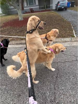 She’s now the lookout. #squirrel #walkies #clover #goldenretriever #weratedogs #dogsoftiktok