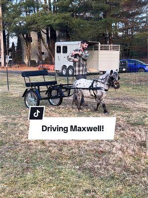 Driving Maxwell! #fypシ゚viral #fyp #horse #horsevideos #appaloosa #farmlife #farmtok #pets #animals #minihorse #miniaturehorse #horses #farmanimals #farm #pony #horse #harness #driving #horsetraining