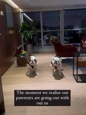 Wait for it Credit: @Stephanie Carolynn  . . . . . . . . . #bulldog #englishbulldogpuppies #englishbulldoglove #englishbulldogs #englishbulldoglover #bulldogoftiktokbulldog #englishbulldogsoftiktok❤️ #englishbulldogloves #bulldogsoftiktok #englishbulldogpuppiesoftikt #englishoftheday #englishoftiktok #englishbulldogsoftiktok❤️👑 #englishbulldogpuppy #englishbulldoglife #englishbulldogpuppiesoftiktok 