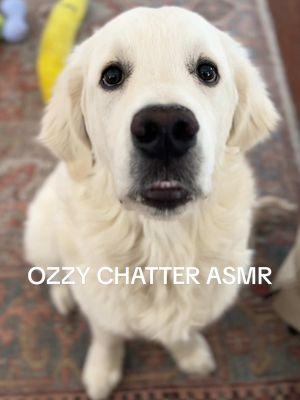 Ozzy’s giving us the ASMR we all need going into 2025. #funnydogs #dogchatter #dogchattering #cutedogs #dogasmr #asmrsounds #funnypuppy #funnypuppyvideos #goldenretriever #englishgoldenretriever #goldenretrieverpuppy #tiktokdogs #dogfluencer #pupfluencer 