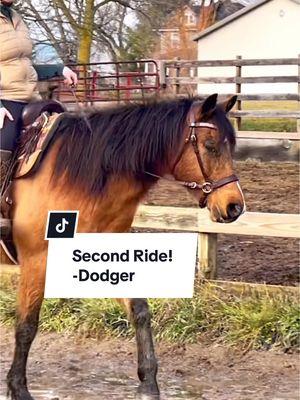 HUGE improvement from the previous day! Second ride at home on Dodger. #auctionhorse #horsetraining 