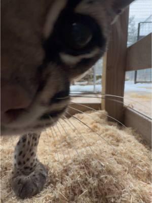 A Monday grumble and boop from Rio ocelot! 🐾🙀🐆 #mondayfeels #mondaymood #ocelot #ocelots #ocelotcat #mondayblues #mondayvibes #wildcat #rescuecat #catsanctuary #catrescue #wildcatsanctuary