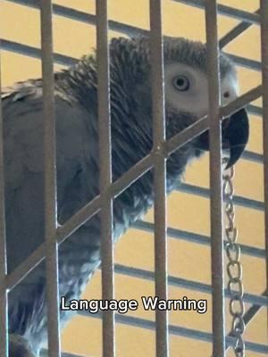 Molly learned a new word, haha! Happy New Year everyone! #parrots #africangrey #pettok #alexafartbird #parrotdance 