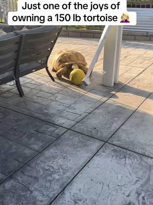 Not sure that drain is going to be able to make a comeback 😂#africansulcata #bulldozer #aggressivetortoise #destructive #basketball 