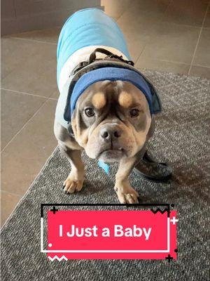 He’s our baby so don’t tell him any different. 😁 🐾 cogsdogs.com 🐾 #dogs #dogmoms #meatball #ijustababy #bullybreeds #dogmomlife #happyholidays 