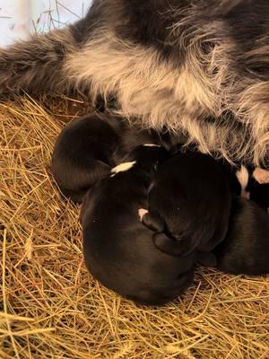 Cora’s first litter. Idaho shags border collie puppies. Will be available in 6 weeks. Reach out to get one. Located in northern Colorado #worldsmostinterestingcowboy #stockdogs #puppy #puppies 