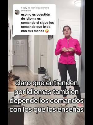 Replying to @marielizalebron #paratii #fyp #mascotas #pets #perros #smartdog #germanshepherd #mexican 