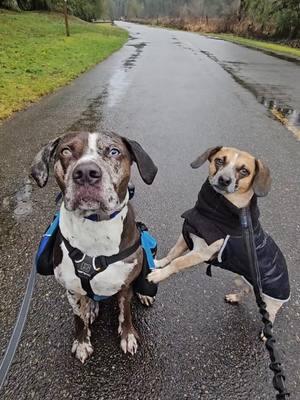 Such good boys 🥰 #gooddogs  #ilovethemsomuch  #happydogs  #rainydays 