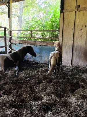 Recently gelded Shetlands fight fiercely competing for dominance. Fighting to have a place in the herd is all they have known living as wild ponies. Now that they are becoming domesticated, they are learning an easier way a life.  #horserescue  #asthebarnturns #shetlandpony  #poniesoftiktok #foryouシ  #foryourpage 