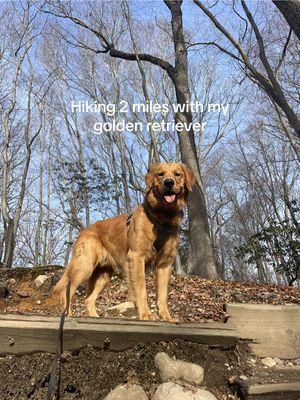 Little hiking vlog🪵🌲🌿 I plan on getting River a better harness for running! #goldenretriever #dogmom #Hiking #fyp #goldenretrieverlife #snowdogfun #hikingadventures #dogadventures #doghike #hikingvlog 