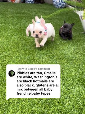 Replying to @Bingo  i love all these pibble terms. #pethotel #frenchie #miamiregalblues #petphotography #puppyasmr #babydog #dogtalking #babydog #dogmomlife #puppytiktok #cutepuppy 